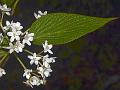 Veined-Leaf Viburnum